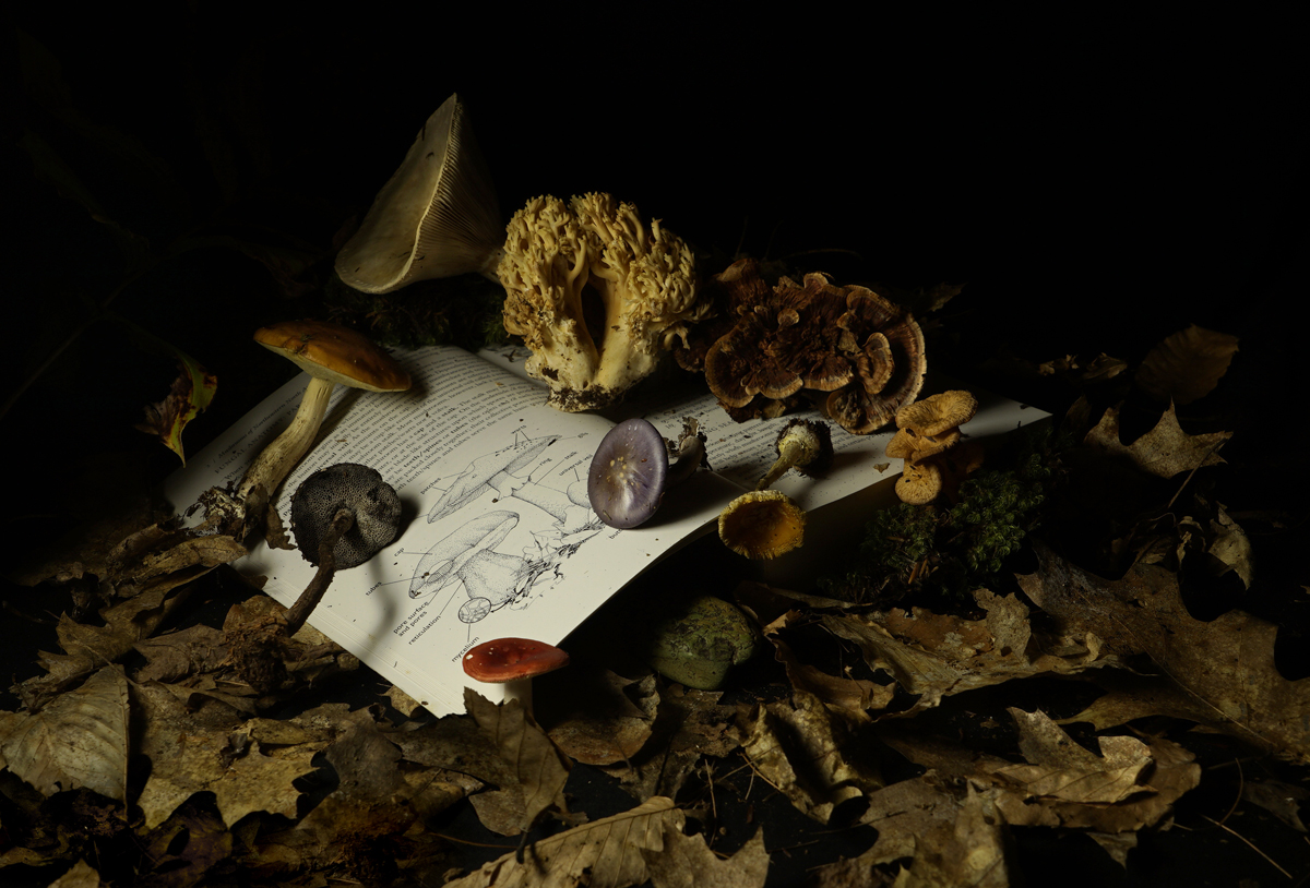 Nature still life, botanical still life, mushroom, coral fungus, wild mushrooms, book