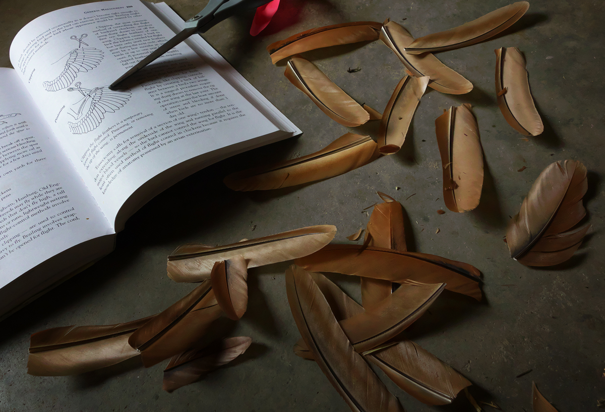 Still life, scissors, chicken feathers, book