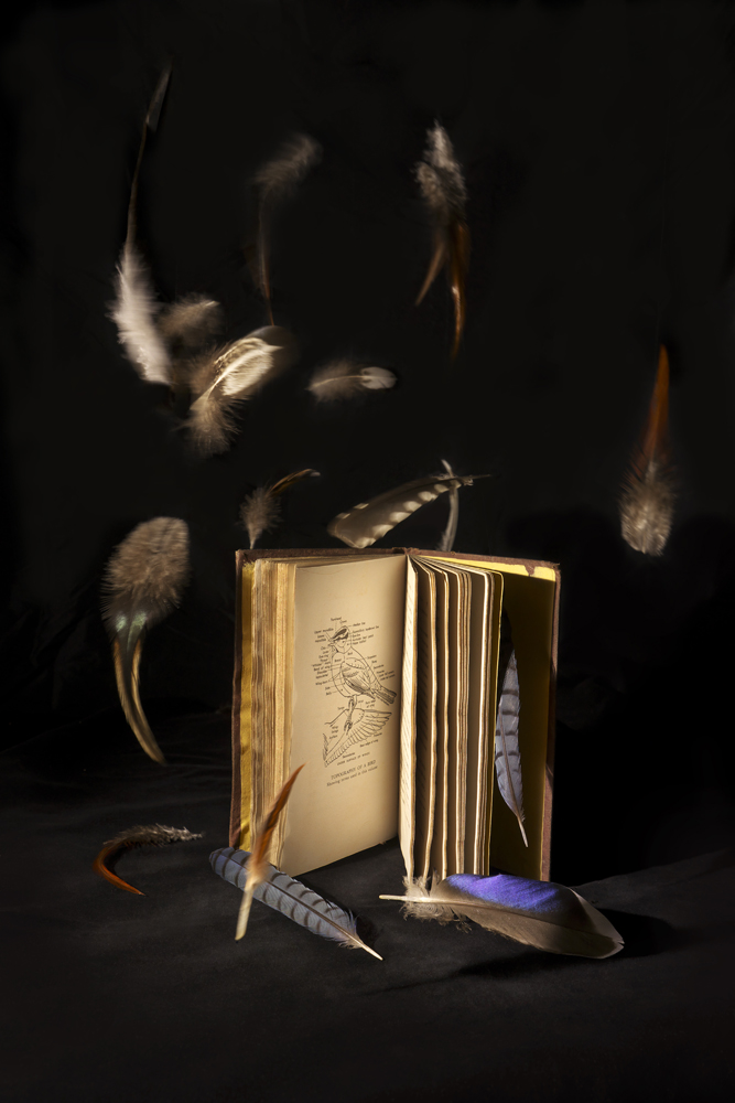Nature still life, feathers, book on birds
