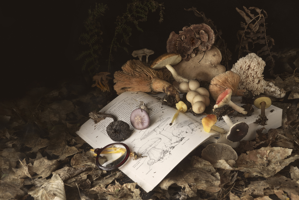 Nature still life, botanical still life, mushroom,  wild mushrooms, lens and book
